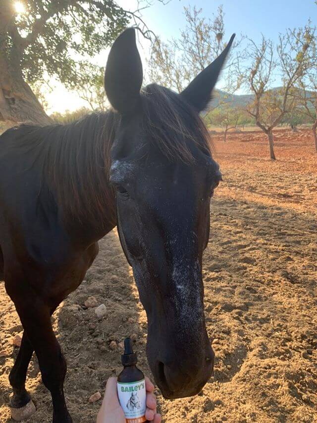 CBD Oil For Horses ; Full Spectrum Hemp Oil ; Equine Health Products